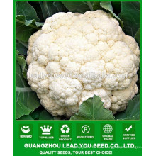 NCF38 Qisi гибридных семян капусты Гуанчжоу